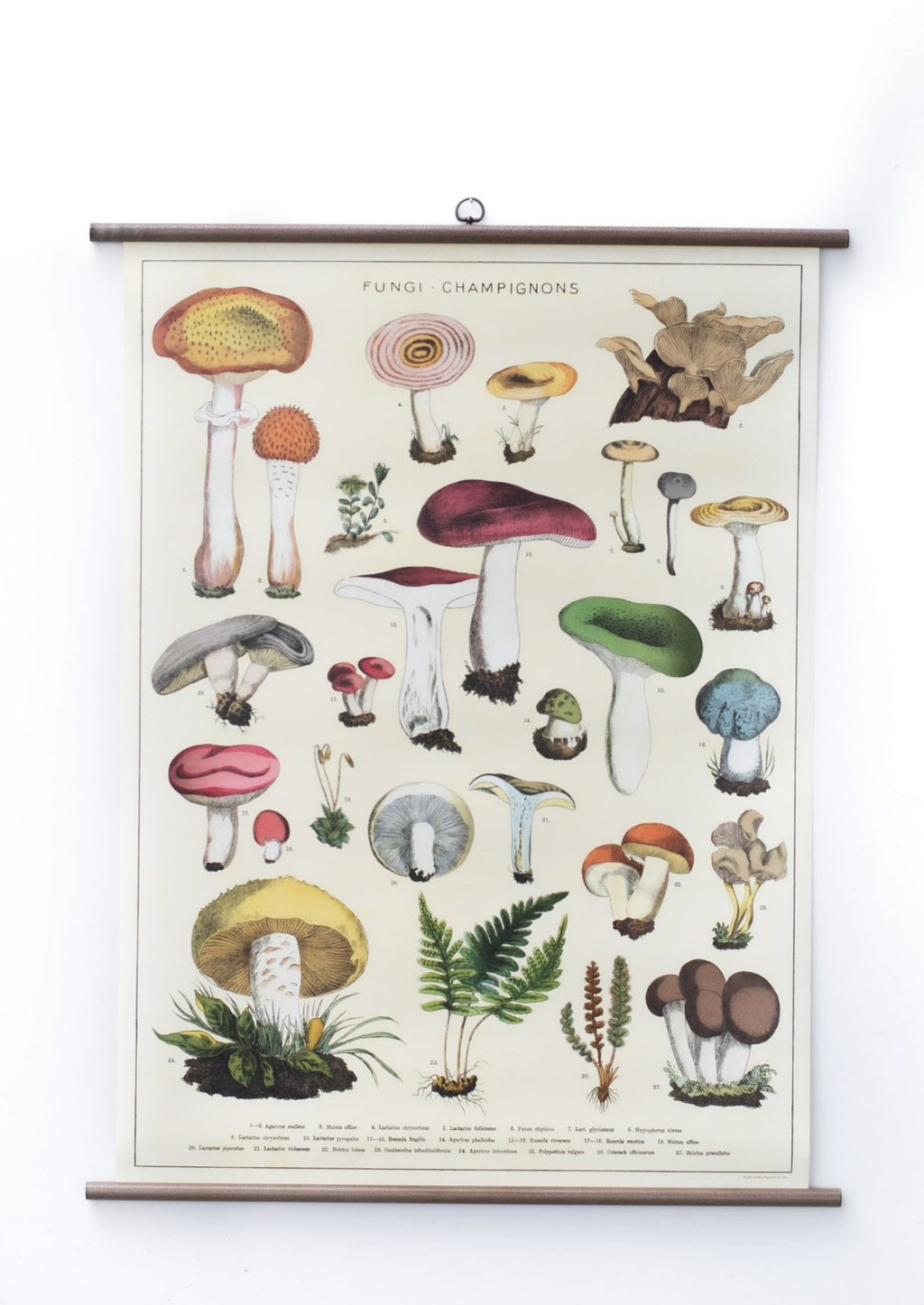 Fungas/Mushroom Vintage Home Decor Hanging Picture
