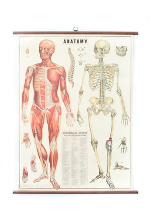 Anatomy Vintage Home Decor Hanging Picture