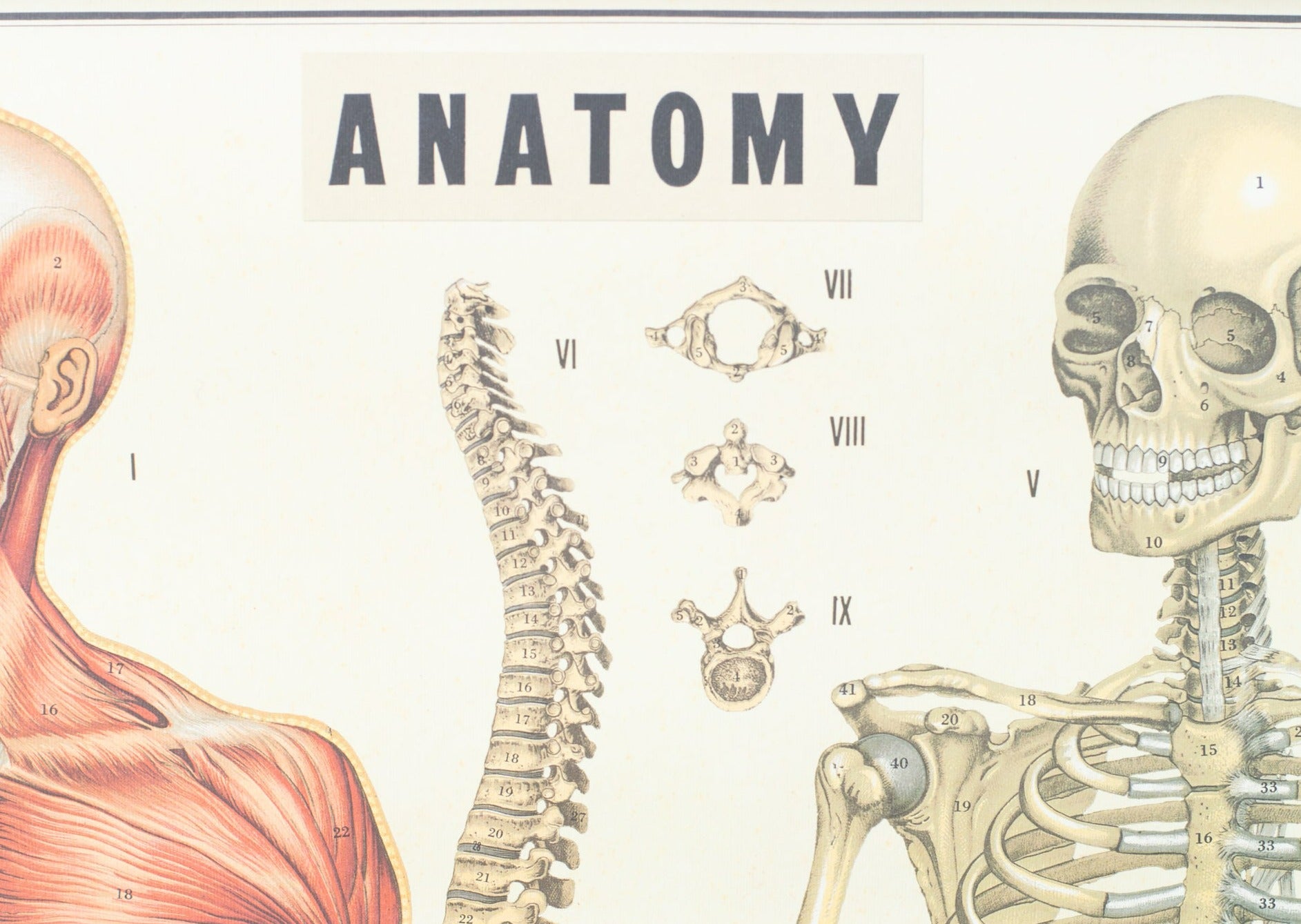 Anatomy Vintage Home Decor Hanging Picture