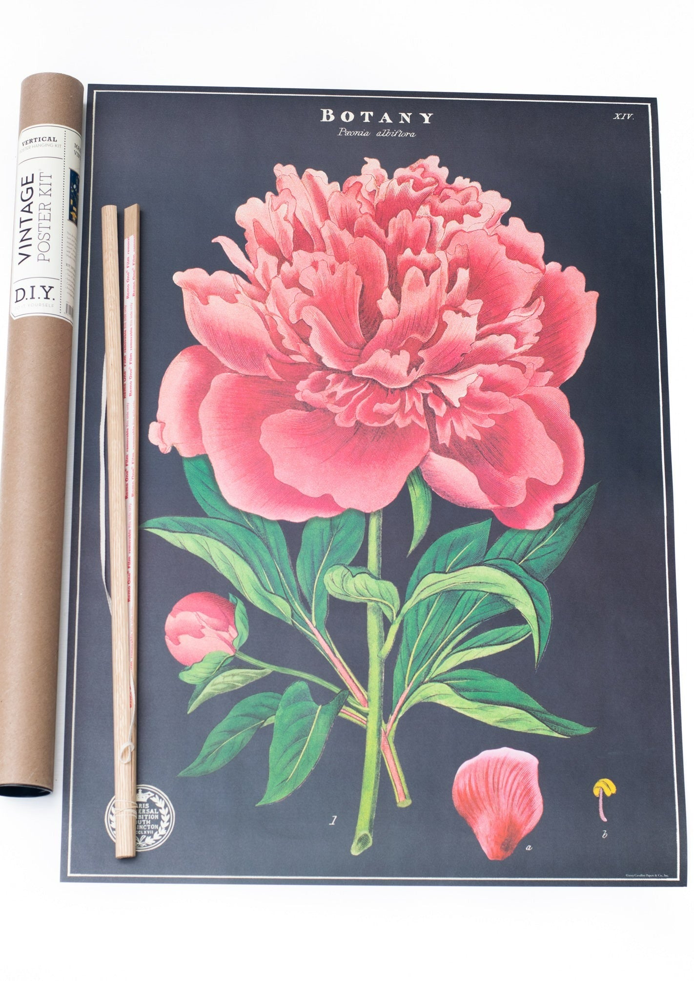 Botany Peony Vintage Home Decor Hanging Picture