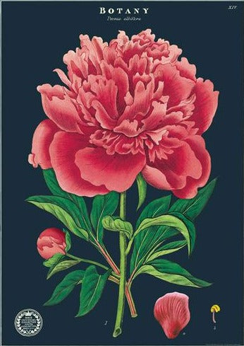 Botany Peony Vintage Home Decor Hanging Picture
